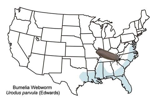 Distribution map of bumelia webworm, Urodus parvula (Edwards).