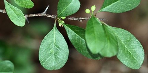 Florida bully, Sideroxylon reclinatum Michaux, with obovate leaves.