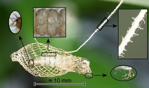 Bumelia webworm, Urodus parvula (Edwards), cocoon with protruded pupal exuviae.