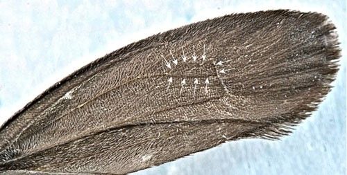 Bumelia webworm moth, Urodus parvula (Edwards), ventral aspect of forewing showing accessory cell (delimited by arrows).