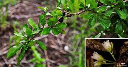 Florida bully, Sideroxylon reclinatum Michaux, with elliptic leaves and mature and immature fruit. (Inset: flowers).
