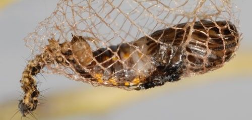 Bumelia webworm, Urodus parvula (Edwards), cocoon with partially extruded larval exuviae. 