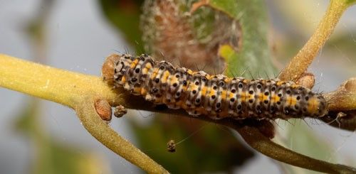 Bumelia webworm, Urodus parvula (Edwards).