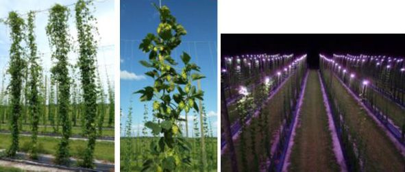 Figure 1. Hop yard at the UF/IFAS Gulf Coast Research and Education Center (GCREC), Wimauma, FL; left: hops growing on trellis; middle: hop cones; right: LED lights at night.