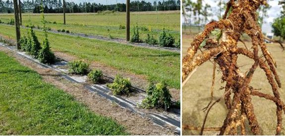 Figure 5. Left: hop yard showing healthy (cv. Cascade) next to stunted and chlorotic plants (cv. Chinook); right: roots of stunted hop plants covered with small brown galls, UF/IFAS GCREC, October 2106.