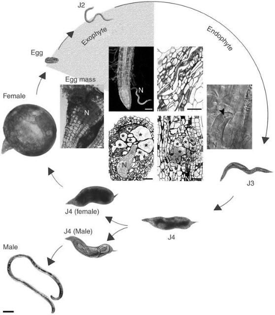Figure 3. Life cycle of Meloidogyne spp.; infective second-stage juveniles (J2) penetrate the root and migrate between cells to reach the plant vascular cylinder. Each J2 induces multinucleate and hypertrophied feeding cells (giant cells) that supply nutrients to the nematode (N). The nematode becomes sedentary and goes through three molts (J3, J4, adult). The pear-shaped female produces eggs that are released on the root surface. Embryogenesis within the egg is followed by the first molt, generating second-stage juveniles (J2) (from Abad et al. 2008).