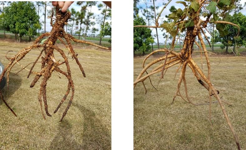 Figure 6. Hops roots at the UF/IFAS GCREC in October 2016. On the left is cv. Chinook with root galls caused by M. javanica; on the right is a healthy specimen of cv. Perle showing no galls. Note also the fleshy, irregularly swollen vertical roots of hops on the right, which is its natural growth habit.