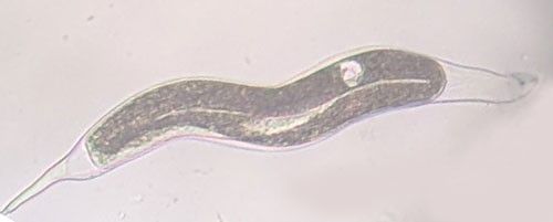 Figure 10. A fourth-stage juvenile (J4) male of the grass root-knot nematode, Meloidogyne graminis Whitehead. The worm-shaped male can be seen developing inside of the J4 body.