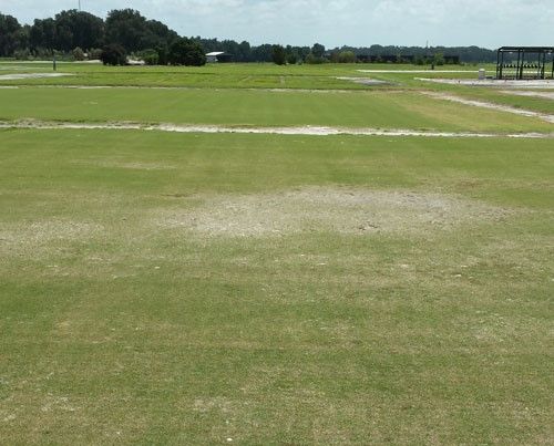 Figure 16. A bermudagrass field infested by the grass root-knot nematode, Meloidogyne graminis Whitehead, showing classic nematode symptoms, irregularly-shaped patches of declining grass.