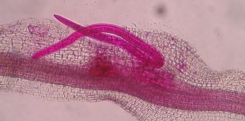 Figure 8. Adult male grass root-knot nematode, Meloidogyne graminis Whitehead, exiting a bermudagrass root. Males are worm-shaped and mobile. The nematode has been stained red for observation.
