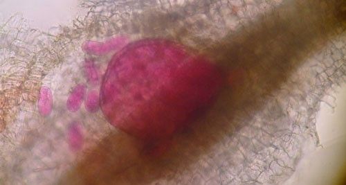 Figure 9. Adult female grass root-knot nematode, Meloidogyne graminis Whitehead, inside of a bermudagrass root. The female is rounded and is starting to lay eggs inside of the root. The nematode has been stained red for observation.