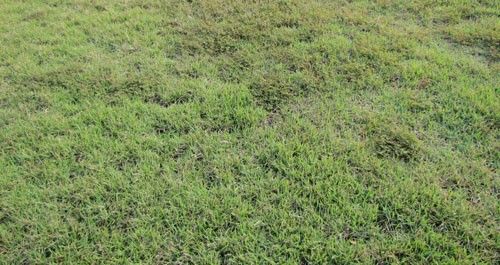 Figure 2. A zoysia lawn infested by the grass root-knot nematode, Meloidogyne graminis Whitehead, showing decline and weed proliferation.