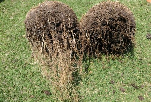 Figure 15. Bermudagrass roots infected by the grass root-knot nematode, Meloidogyne graminis Whitehead. Nematode-damaged roots on right are rotted off below nematode infection sites. Nematicide-treated roots on left are long and healthy.