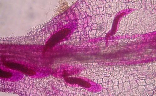 Figure 7. Third-stage juveniles of grass root-knot nematode, Meloidogyne graminis Whitehead, inside of a bermudagrass root. The nematodes are no longer mobile in this stage. Nematodes have been stained red for observation.
