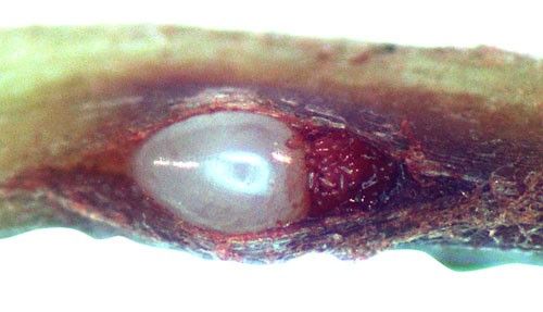 Figure 14. Limpograss root infected by the grass root-knot nematode, Meloidogyne graminis Whitehead. Microscopic observation of a crack in the root reveals a pearly-white female Meloidogyne graminis and her eggs (stained red) inside.