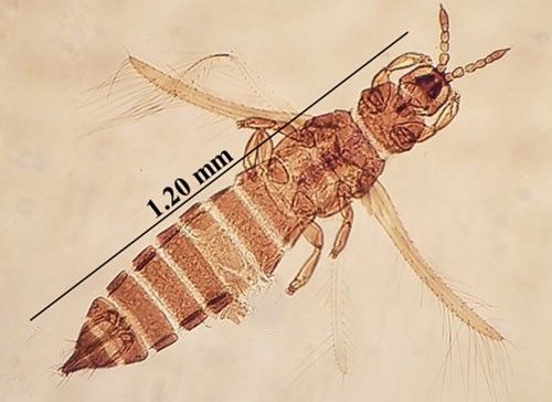 Figure 1. Adult female composite thrips, Microcephalothrips abdominalis Crawford (dorsal view).