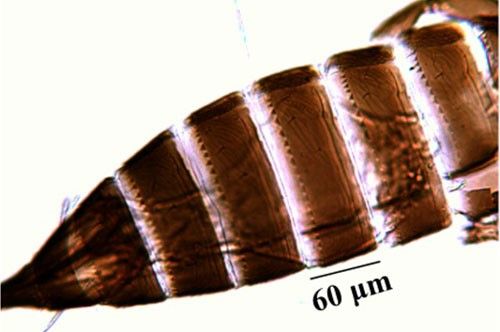 Figure 8. Abdominal tergites of an adult composite thrips, Microcephalothrips abdominalis Crawford.