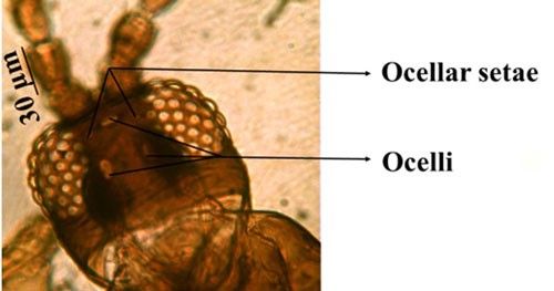 Figure 4. Head of an adult composite thrips, Microcephalothrips abdominalis Crawford, showing ocelli and ocellar setae.