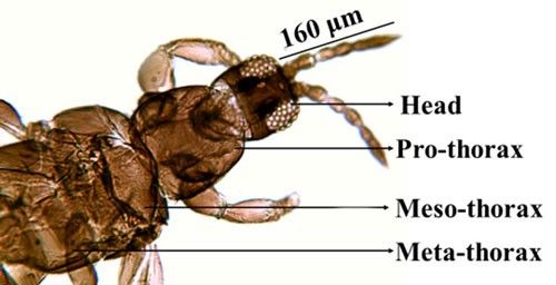 Figure 5. Head and thorax (Pro, meso and meta thorax) of an adult composite thrips, Microcephalothrips abdominalis Crawford, showing head is smaller than the pro-thorax.