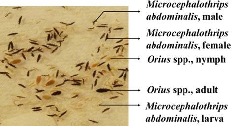 Figure 11. Sampling of infested bean leaf and pod showing male (smaller and paler than female), female (bigger and darker than male), and larval (different instars) composite thrips, Microcephalothrips abdominalis Crawford. The samples also contain some minute pirate bug (Orius spp)
