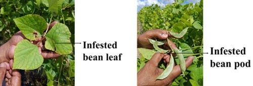Figure 12. Indian pole bean leaf and bean pods, infested by composite thrips, Crawford.