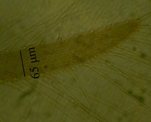 Figure 7. Forewing of an adult composite thrips, Microcephalothrips abdominalis Crawford.