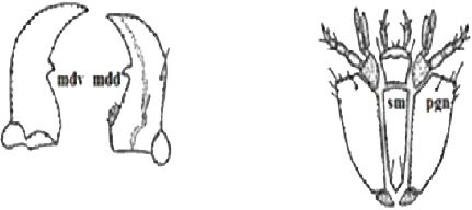 Figure 3. Mandible of the final instar larva of Glyphonix bimarginatus (Schaeffer) (mdd=mandible dorsal side, mdv=mandible ventral side) A. Ventral mouth parts of the final instar larva of Glyphonix bimarginatus (sm=submentum, pgn=post gena) B.