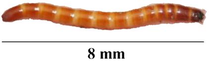 Figure 6. Third instar larva of Glyphonix bimarginatus (Schaeffer).