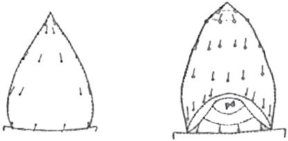 Figure 5. Ninth abdominal segment of final instar larva of Glyphonix bimarginatus (Schaeffer), dorsal view (A). Ninth abdominal segment, of final instar larva of Glyphonix bimarginatus ventral view (pd=pseudopod) (B).