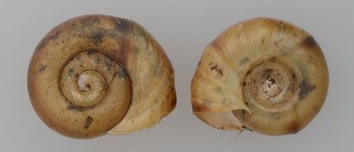Figure 3. Front view (left) and back view (right) of the sinistral shell of a marsh rams-horn, Helisoma trivolvis (Say). The snail has a planispiral (flat coiling) shell.