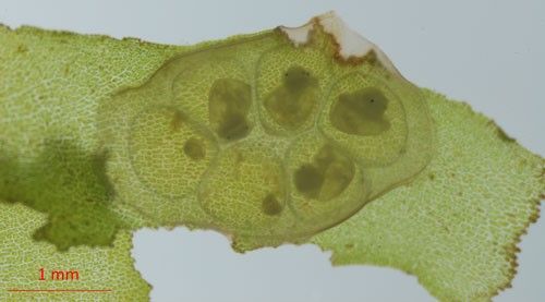 Figure 6. Egg sack of Planorbella sp. with six developing snail eggs on a piece of Lomariopsis sp. The eyes of the developing snails are visible via the two black dots on the right uppermost three and lower right developing eggs.