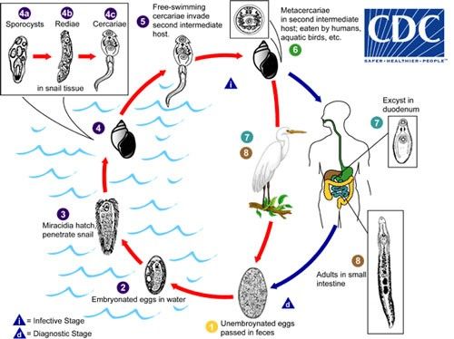 Figure 7. Life cycle of the parasitic trematode Echinostoma sp.