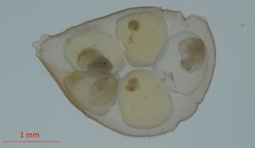 Figure 5. Egg sack of Helisoma (Planorbella) sp., with five snail eggs in various stages of development. It takes approximately two weeks for eggs to hatch depending on the conditions. This egg sack is approximately 3 mm in length. An egg sack can contain anywhere from five to 20 snails.