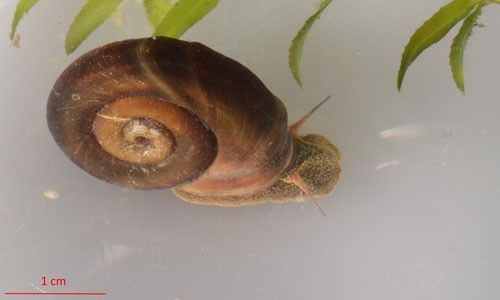 Figure 1. Top view of a marsh rams-horn, Helisoma trivolvis (Say), next to a strand of hydrilla. Specimen approximately 2 cm.