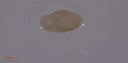 Figure 4. Empty egg sack of Helisoma (Planorbella) sp., the egg sack is approximately 3 mm in length.