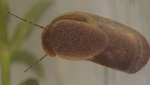 Figure 8. Ventral (underside) view of marsh rams-horn, Helisoma trivolvis (Say), showing foot, head and tentacles.