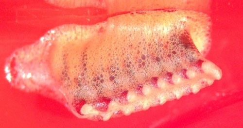 Figure 2. Close up view of the structure of the ootheca of Thesprotia graminis (Scudder).
