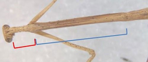 Figure 7. Pronotum length of an adult female Thesprotia graminis (Scudder). Note the posterior portion (blue) of the pronotum is more than 3 to 4 times as long as the anterior portion (red).