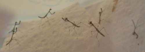 Figure 4. Thesprotia graminis (Scudder) nymphs raised in captivity. Note the elongate body shape and the characteristic posture with the abdomen somewhat curled dorsally.