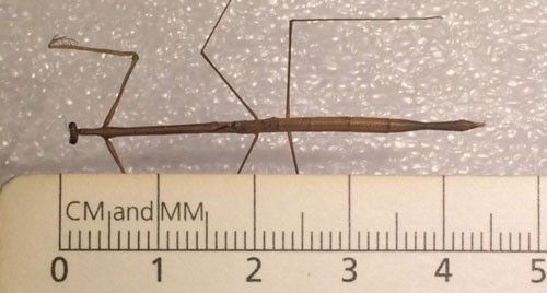 Figure 5. Adult female Thesprotia graminis (Scudder) shown alongside a ruler. This specimen measures about 44 mm in length, which is just short of the average length range for the species. This could be due to the effect of drying on the specimen.