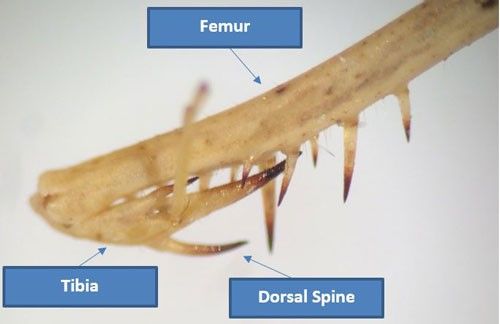 Figure 8. Foreleg of Thesprotia graminis (Scudder) showing the femur with many spines and the small tibia possessing few spines, but with a single large dorsal spine, which is characteristic of this species. The tarsus is out of focus in this picture.