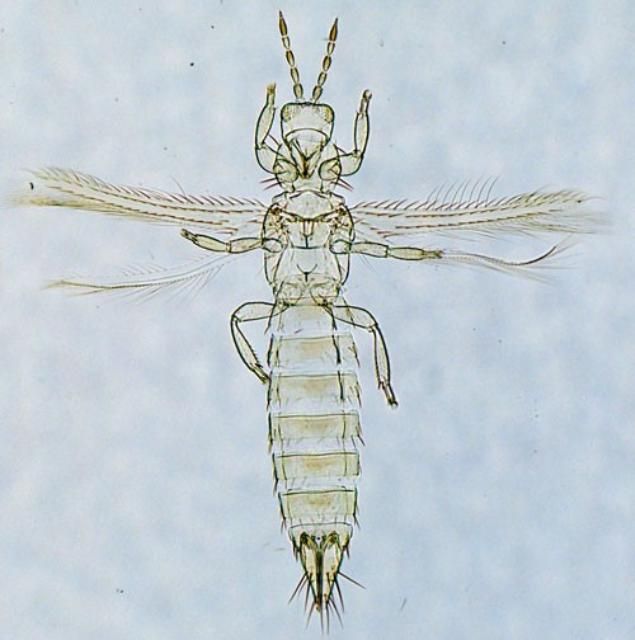 Figure 2. Slide mounted Frankliniella tritici (Fitch) adult female.