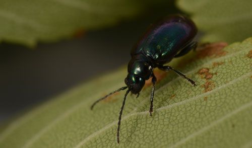 Figure 4. Adult Altica sp. feeding on an elm leaf in Gainesville, Florida.