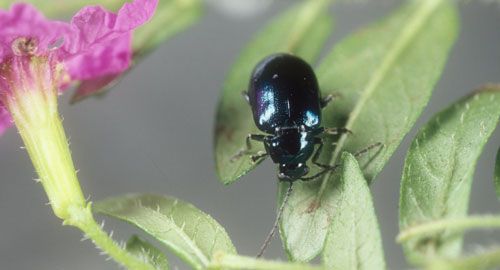 Figure 1. An Altica sp. flea beetle feeding on Cuphea hyssopifolia (false heather) in Gainesville, Florida.
