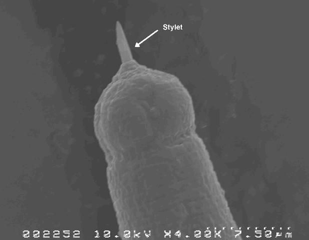 Figure 3b. Partially extended stylet of a sting nematode.