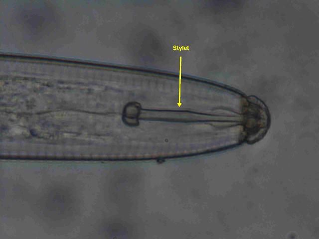 Figure 3a. Retracted stylet of a lance nematode