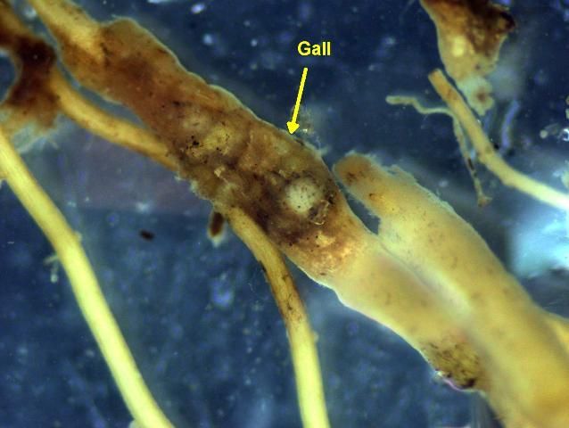 Root-knot nematode galls on turf roots are often difficult to see. 