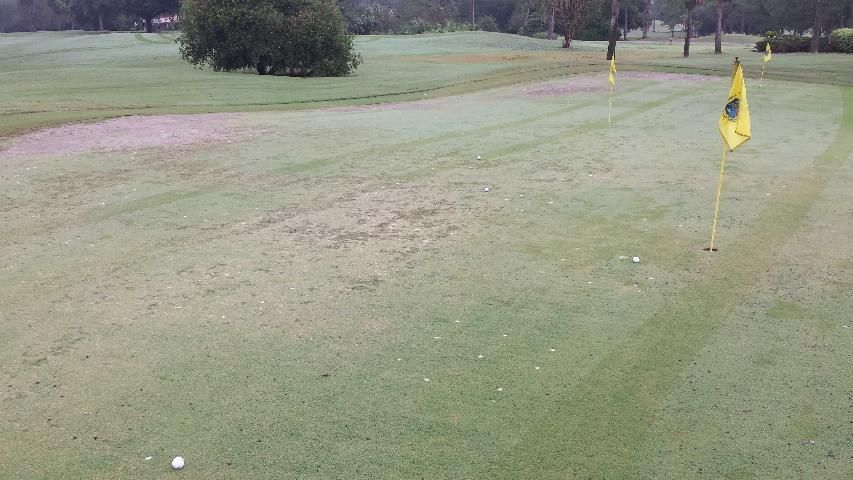 Weeds proliferating in nematode-infested golf green. 
