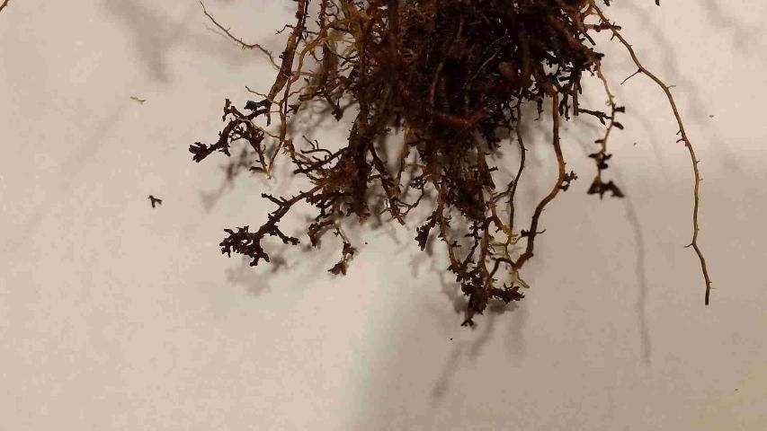 Roots damaged by ectoparasitic nematodes may be abbreviated or "stubby" in appearance. 