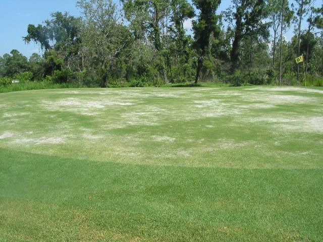 Sting nematode damage to a golf green. 
